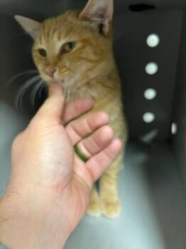 Rescue Domestic Short Hair Cats for Adoption in Greenfield, Indiana - Merry | PetCurious