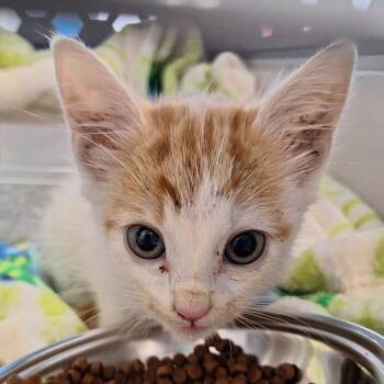 Domestic Short Hair Cats Available for Adoption in Montgomery, Alabama - Zuzu | PetCurious
