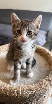 Clover -  Domestic Short Hair Cat Available for Adoption in Hamilton, Ohio - Clover | PetCurious