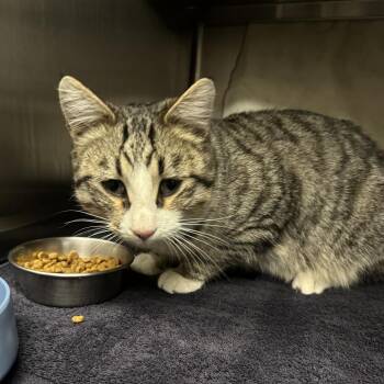 Domestic Short Hair Cats Available for Adoption - Tucker | PetCurious