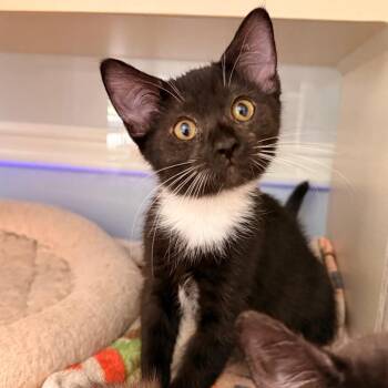 Denim -  Domestic Short Hair Cat for Adoption in Cumming, Georgia - Denim | PetCurious