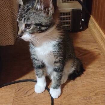 Rescue Domestic Short Hair Cats for Adoption in Ferndale, Washington - Bindy | PetCurious