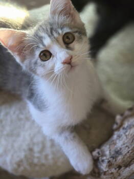 Rescue Domestic Short Hair Cats for Adoption in San Jose, California - Bliss | PetCurious