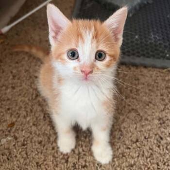 Shania -  Domestic Short Hair Cat for Adoption in North Canton, Ohio - Shania | PetCurious
