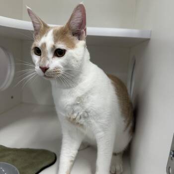 Ezra -  Domestic Short Hair Cat for Adoption in Clearwater, Florida - Ezra | PetCurious