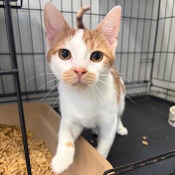 ASPEN -  Domestic Short Hair Cat for Adoption in Kyle, Texas - ASPEN | PetCurious