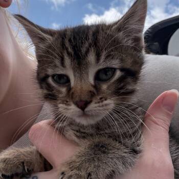 Domestic Medium Hair and Domestic Short Hair Cats Available for Adoption in Marshall, Texas - Grace | PetCurious