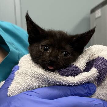 Pine Needle -  Domestic Short Hair Cat for Adoption in Greensboro, North Carolina - Pine Needle | PetCurious