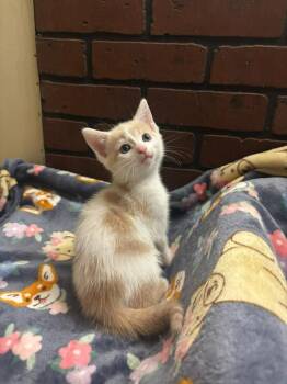 Rigatoni -  Domestic Short Hair Cat for Adoption in Hillsboro, Ohio - Rigatoni | PetCurious