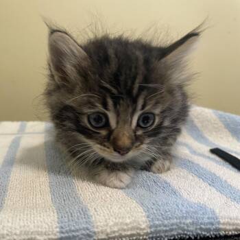 Domestic Medium Hair Cats Available for Adoption in Pasadena, California - Super Floof | PetCurious