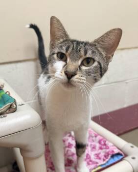 Camille -  Domestic Short Hair Cat for Adoption in Logan, Ohio - Camille | PetCurious