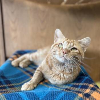 Grover -  Manx Cat for Adoption in Fargo, North Dakota - Grover | PetCurious