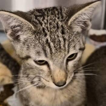 Walnut -  Domestic Short Hair Cat for Adoption in Bentonville, Arkansas - Walnut | PetCurious