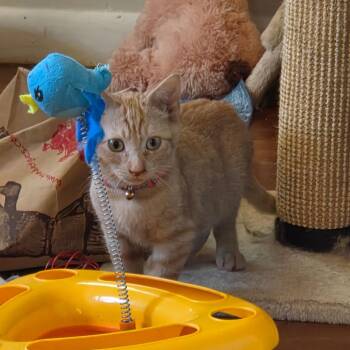 Bok Choy -  Domestic Short Hair Cat for Adoption in Huntsville, Alabama - Bok Choy | PetCurious