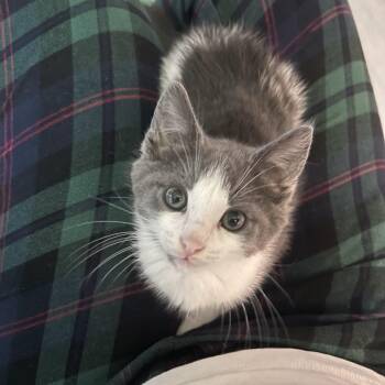 Crab (Classic C) -  Domestic Short Hair Cat Available for Adoption in Warrington, Pennsylvania - Crab (Classic C) | PetCurious