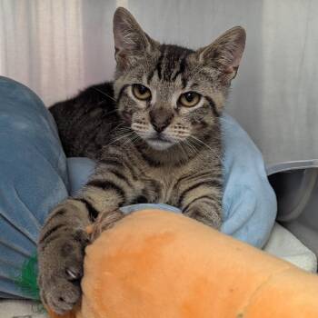 Nino -  Domestic Short Hair Cat for Adoption in Evansville, Indiana - Nino | PetCurious