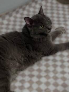 Domestic Medium Hair Cats Available for Adoption - Norman Holder | PetCurious