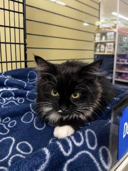 Domestic Medium Hair Cats Available for Adoption in Fort Lupton, Colorado - Grandberry Jam | PetCurious