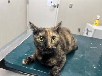 MIMI -  Domestic Short Hair Cat for Adoption in Rowlett, Texas - MIMI | PetCurious