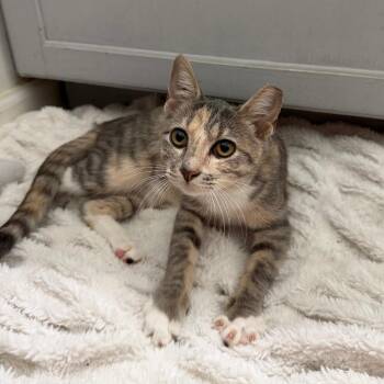 Andi -  Domestic Short Hair Cat for Adoption in Chattanooga, Tennessee - Andi | PetCurious