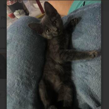 Stella -  Russian Blue Cat for Adoption in League City, Texas - Stella | PetCurious