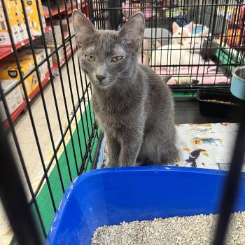 Paulie W. -  Domestic Short Hair Cat for Adoption in Sacramento, California - Paulie W. | PetCurious