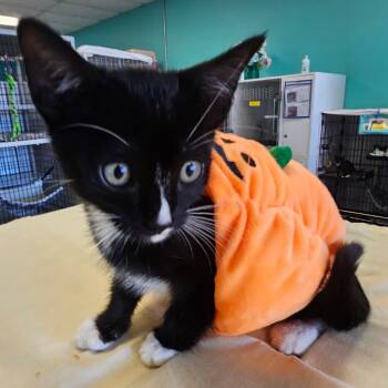 Rescue Domestic Short Hair Cats for Adoption in Lake Jackson, Texas - Pumpkin | PetCurious