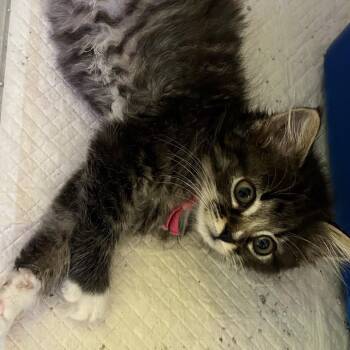 Starry -  Domestic Long Hair Cat for Adoption in Ruckersville, Virginia - Starry | PetCurious