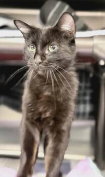 Khalia -  Domestic Short Hair Cat for Adoption in Fruit Heights, Utah - Khalia | PetCurious