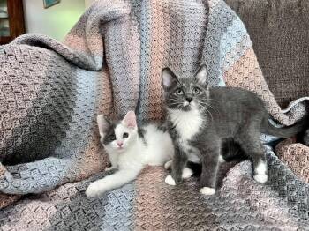 EDAM & GOUDA -  Domestic Short Hair Cat for Adoption in Cleveland, Ohio - EDAM & GOUDA | PetCurious