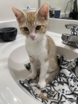 Kendric -  Domestic Short Hair Cat for Adoption in Phoenix, Arizona - Kendric | PetCurious