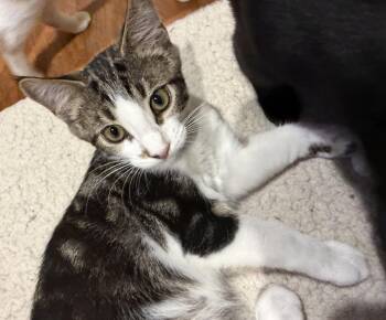 Chip -  Domestic Short Hair Cat for Adoption in Williamsville, New York - Chip | PetCurious