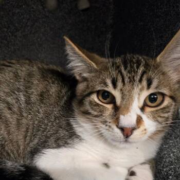 Tommy -  Domestic Short Hair Cat for Adoption in Spokane, Washington - Tommy | PetCurious