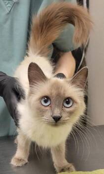 DM Mom -  Domestic Long Hair and Siamese Cat for Adoption in Eugene, Oregon - DM Mom | PetCurious