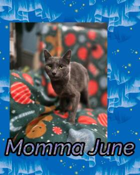 Rescue Domestic Short Hair Cats for Adoption in Bendersville, Pennsylvania - Momma June | PetCurious