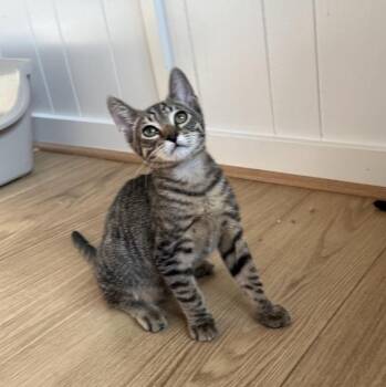 Ender -  Domestic Short Hair and Tabby Cat for Adoption in Mastic, New York - Ender | PetCurious