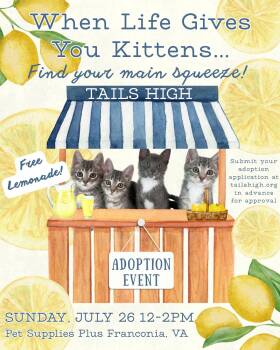 Kitten Adoption Event - Sunday 7/26 -  Domestic Short Hair Cat for Adoption in Alexandria, Virginia - Kitten Adoption Event - Sunday 7/26 | PetCurious