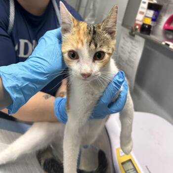 Tina -  Domestic Short Hair Cat for Adoption in Summerville, South Carolina - Tina | PetCurious