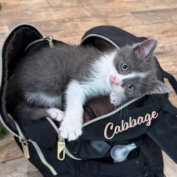 Cabbage #brother-of-Lettuce -  Tuxedo and Domestic Short Hair Cat Available for Adoption in Houston, Texas - Cabbage #brother-of-Lettuce | PetCurious