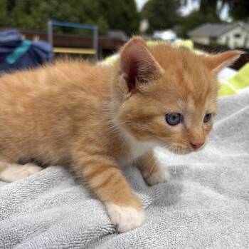 Pancake Ott -  Domestic Short Hair Cat for Adoption in Poplar Grove, Illinois - Pancake Ott | PetCurious