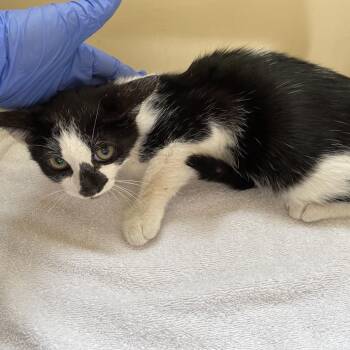 Yeti -  Domestic Short Hair Cat for Adoption in Pasadena, California - Yeti | PetCurious