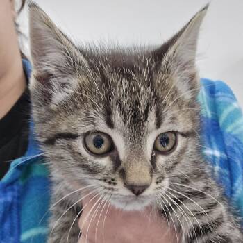 Domestic Medium Hair Cats Available for Adoption - Bobs | PetCurious