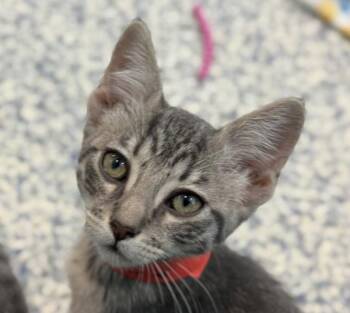Rowena -  Domestic Short Hair Cat for Adoption in Golden, Colorado - Rowena | PetCurious