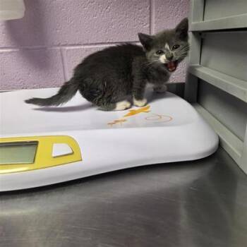 61182120 -  Domestic Short Hair Cat for Adoption in El Paso, Texas - 61182120 | PetCurious