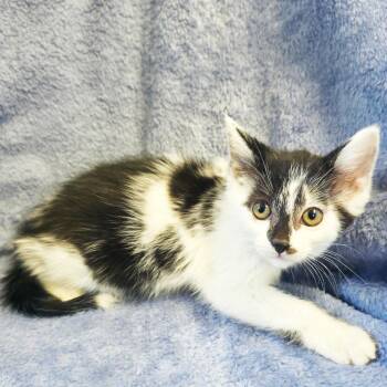 Staccato -  Domestic Short Hair Cat for Adoption in Mt. Juliet, Tennessee - Staccato | PetCurious