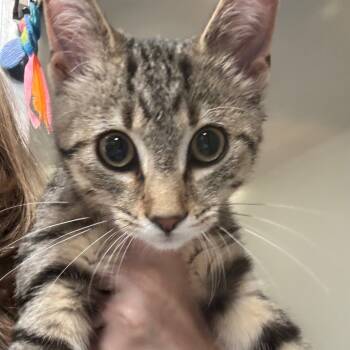 Rescue Domestic Short Hair Cats for Adoption in Napoleon, Ohio - Vivian 89C25 | PetCurious