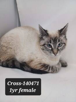 Siamese Cats Available for Adoption in New York, New York - Cross *foster Needed*  | PetCurious
