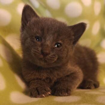 Rain C10892 -  Domestic Short Hair Cat for Adoption - Rain C10892 | PetCurious