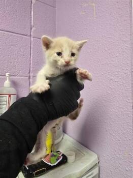 Domestic Short Hair Cats Available for Adoption in El Paso, Texas - 60885957 | PetCurious