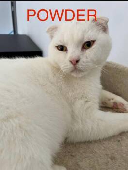 Powder -  Scottish Fold Cat for Adoption in San Jacinto, California - Powder | PetCurious